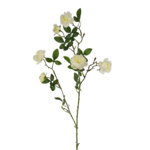 وردة إنجليزية