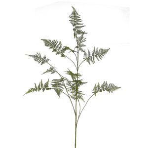 نبتة السرخس