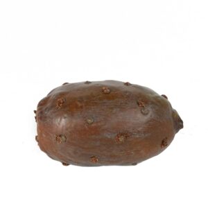 ثمرة الصبار