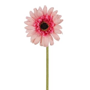 زهرة جيربيرا