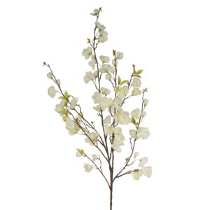 أزهار الكرز