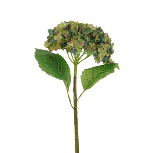 زهرة الكوبية