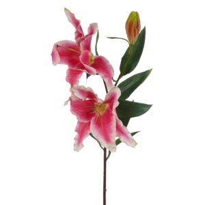 زهرة الزنبق