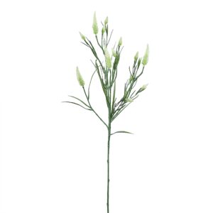 بخاخ نبات تريفوليوم أنجستيفوليوم