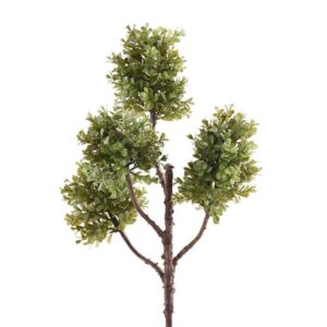 أغصان خضراء