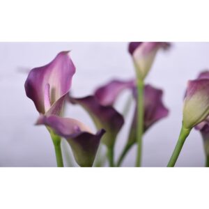 زهور كالا الاصطناعية الفاخرة