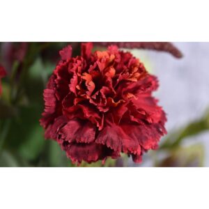 زهور قرنفل اصطناعية فاخرة