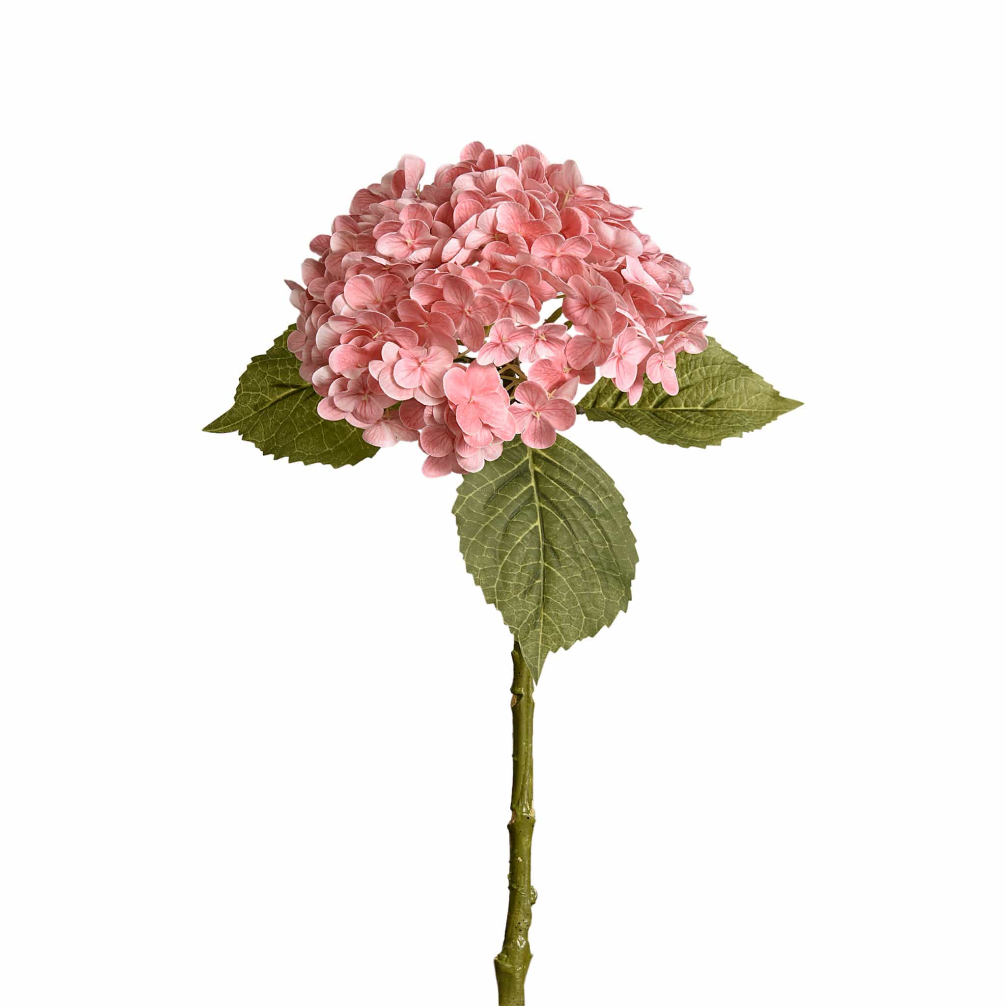 زهرة الهدرانج