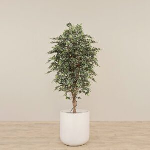شجرة فيكوس اصطناعية صغيرة بارتفاع 180 سم