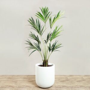 نخلة كنتيا بارتفاع 180 سم