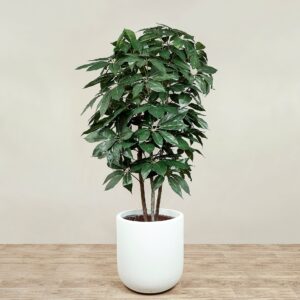 شجرة شيفليرا صناعية بارتفاع 180 سم