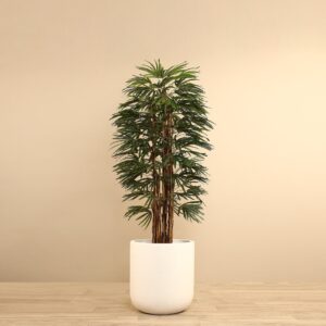 نخيل رافيس صناعي بارتفاع 180 سم