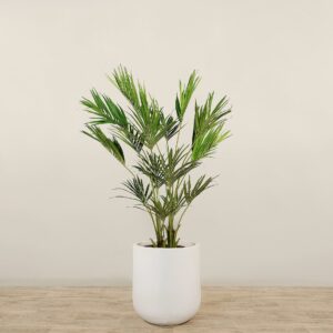 نخلة كنتيا بارتفاع 210 سم