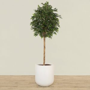 شجرة فيكوس اصطناعية بارتفاع 240 سم (حجم صغير)