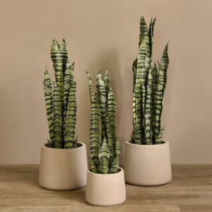 نبات سانسيفيريا صناعي — ارتفاع 57، 68، 80 سم