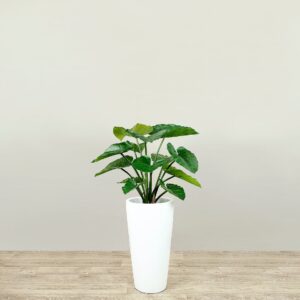 شجرة ألوكاسيا صناعية — ارتفاع 60 سم