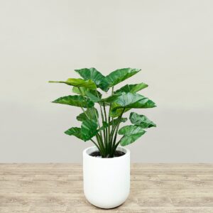 ألوكاسيا صناعية بارتفاع 80 سم
