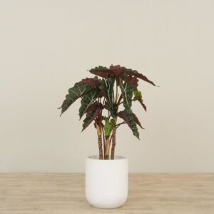 نبات ألوكاسيا صناعي ارتفاع 80 سم