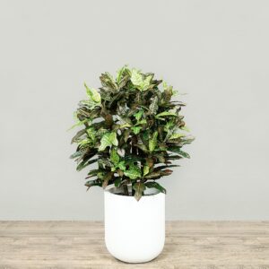 نبات كروتون اصطناعي بارتفاع 90 سم