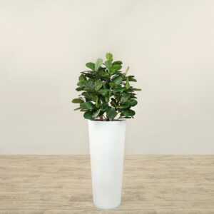 شجرة كمان صناعية بارتفاع 90 سم