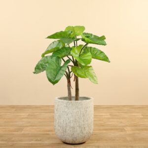 شجرة الوكاسيا الصناعية (أقل من 90 سم)