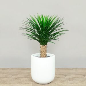 يوكا اصطناعية بارتفاع 90 سم