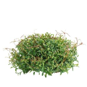 ترادسكانتيا (Tradescantia)