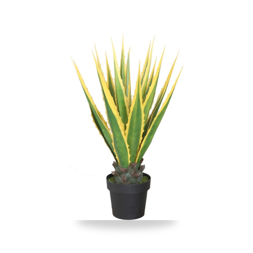 صبار أجاف أمريكي طول 80 سم مع الحوض PL159 آل آل طالب للري والزراعة (Altaleb Agri) موديل