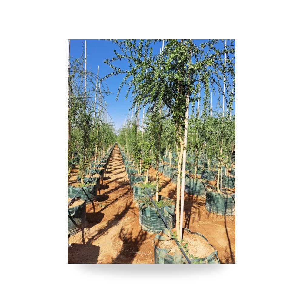 هجليج بلح الصحراء Balanites aegyptiaca طول 3 آل طالب للري والزراعة (Altaleb Agri) موديل
