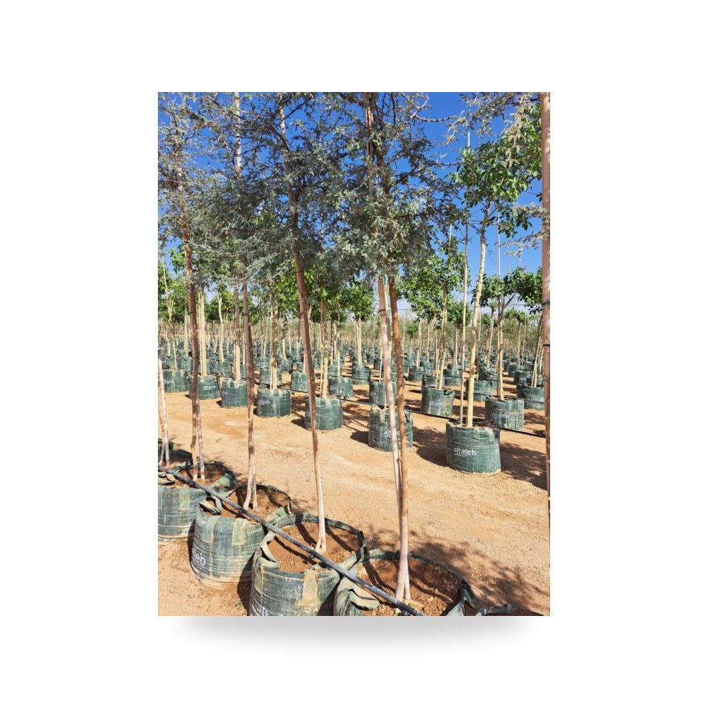 غاف خليجي Prosopis cineraria طول 3 متر آل آل طالب للري والزراعة (Altaleb Agri) موديل