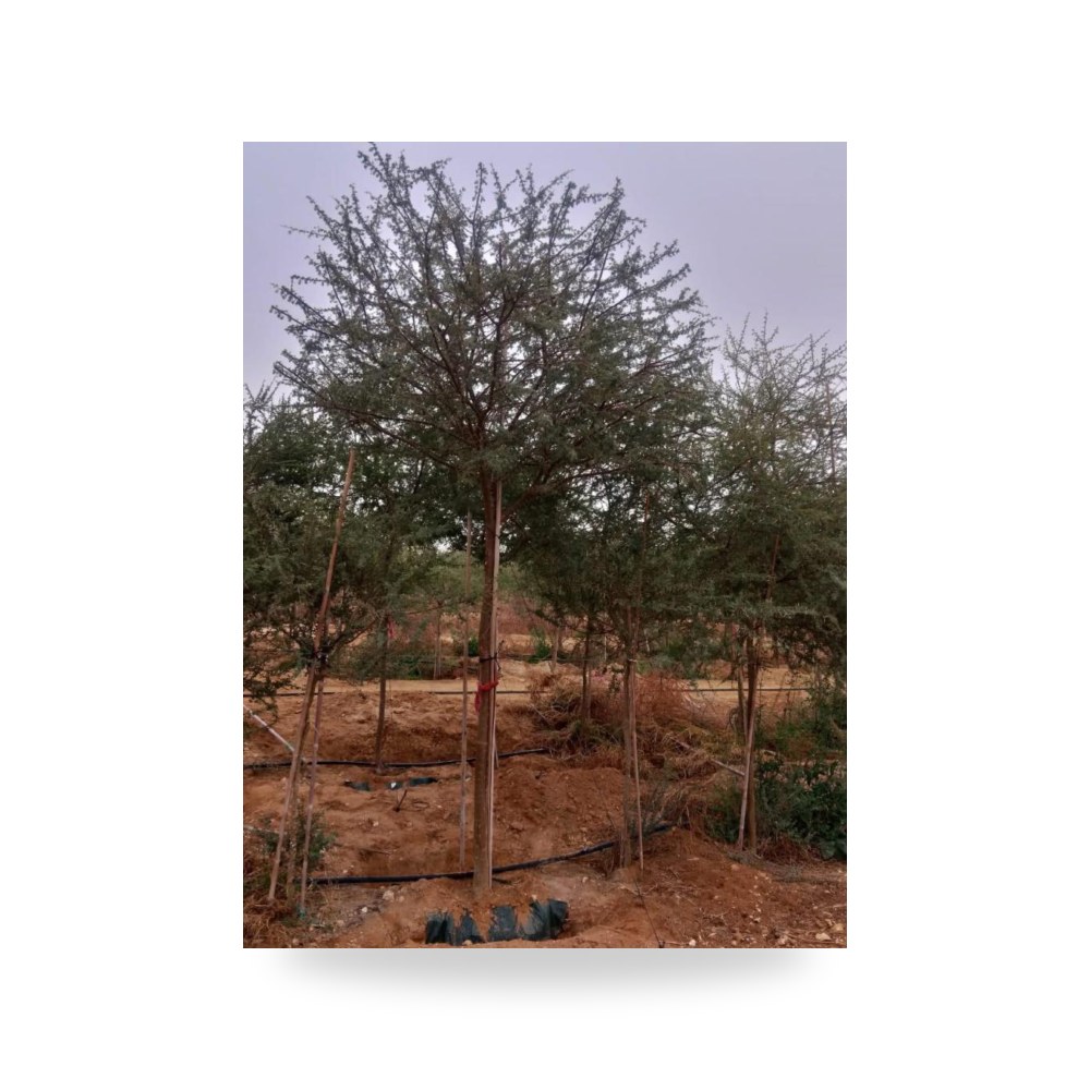 أكاسيا راديانا سمر Acacia Radiana طول 3 4 متر آل طالب للري والزراعة (Altaleb Agri) موديل