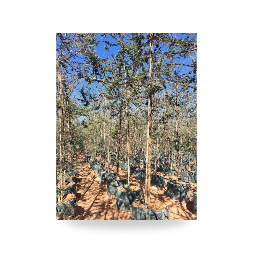 أكاسيا جيراردي طلح Acacia gerrardii طول 3 4 آل طالب للري والزراعة (Altaleb Agri) موديل