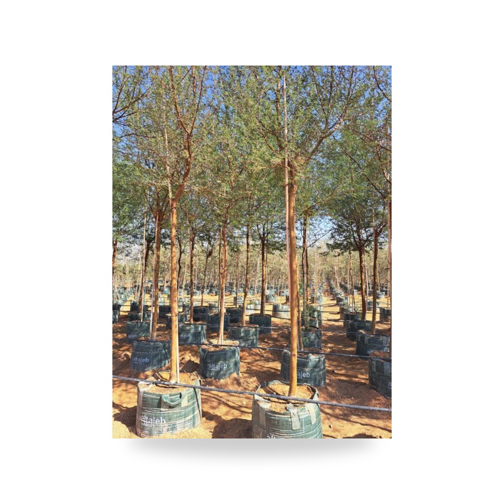 أكاسيا نيلوتكا طلح نيليAcacia nilotica طول 3 آل طالب للري والزراعة (Altaleb Agri)