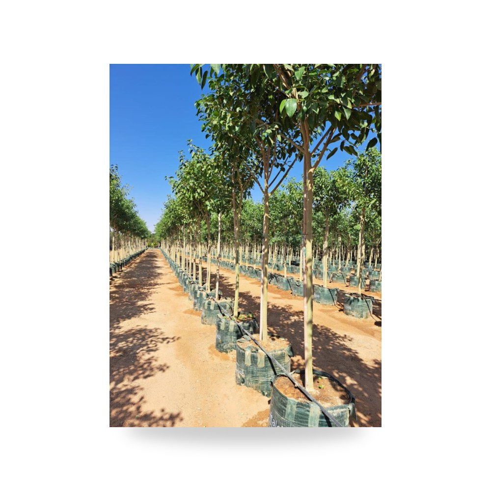 فيكس التيسماFicus altissima طول 3 4 متر آل آل طالب للري والزراعة (Altaleb Agri) موديل