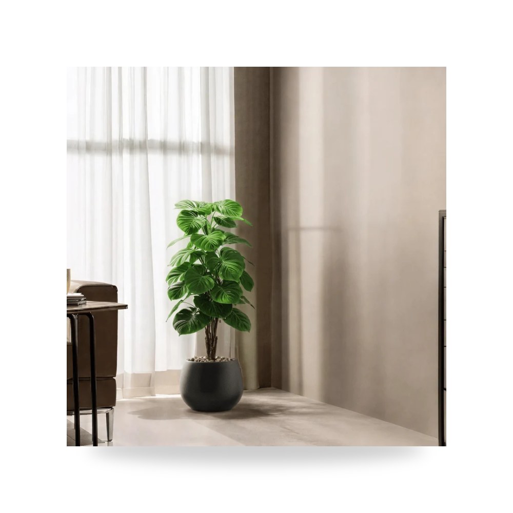 شجرة ألوكاسيا اصطناعية ديكورية فاخرة للمنزل والمكتب موديل RTR870-532-w-BL لون أسود ارتفاع