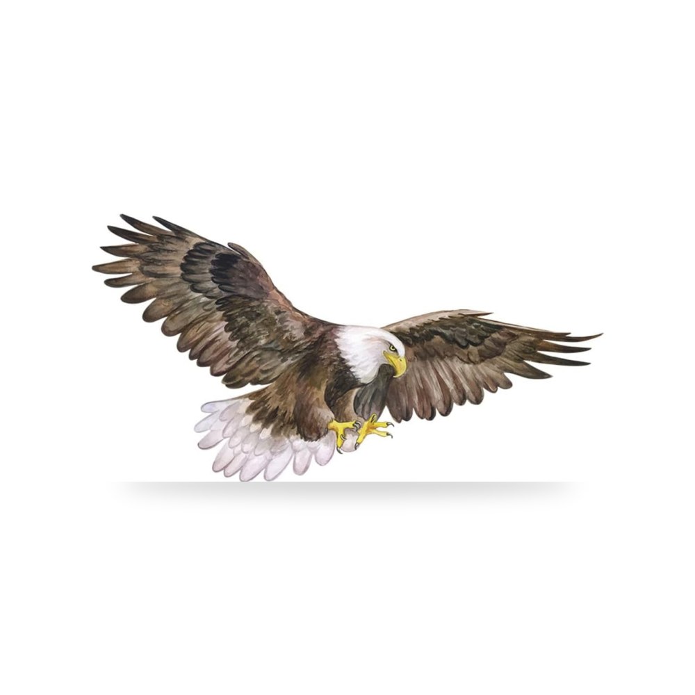 بوديكل ملصقات حائط بالوان مائية رائعة بنمط النسر الاصلع