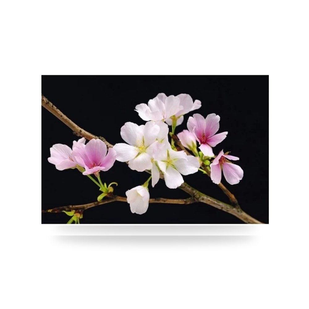 لوحة جدارية بانورامية ثلاثية الأبعاد 3D تصميم طبيعي ومعماري بانورامي فخم لون اسود مقاومة