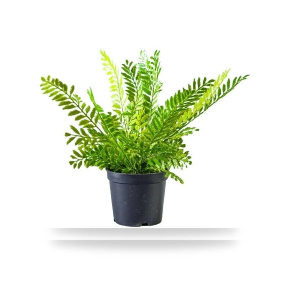 اشجار صناعيه أسود وأخضر Tema موديل 199